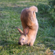 Illustration for article titled These Mutant Rabbits Walk on Two Legs, and Geneticists Now Know Why